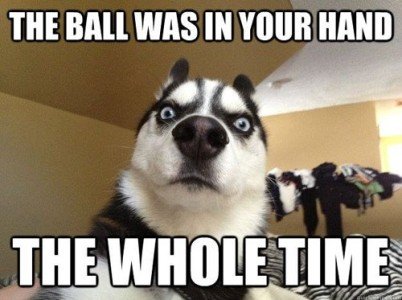 funny-husky-dog-surprised