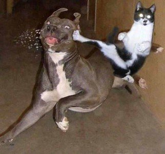 kung fu cat