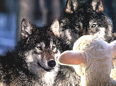 sheepwolf