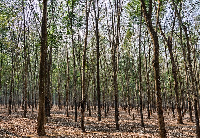 Rubber trees in the front