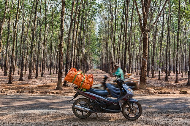 Rubber trees in the back - and my bike - and traffic!