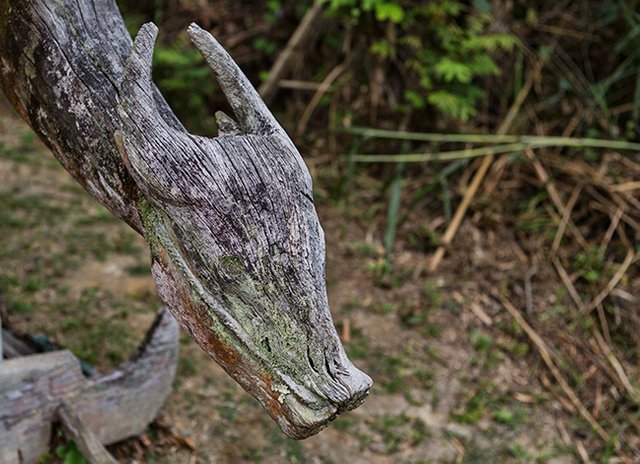 Water buffalo head