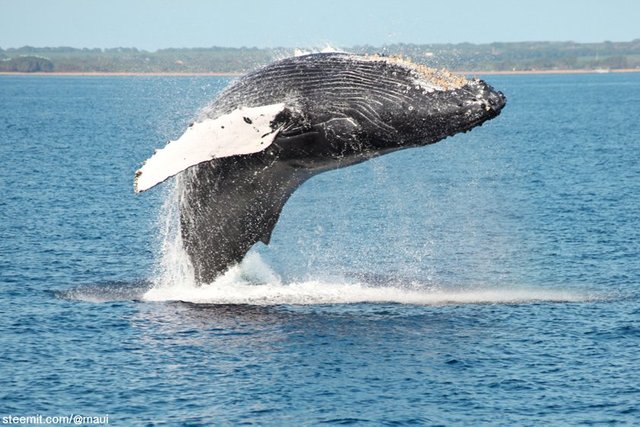Image of humpback whale