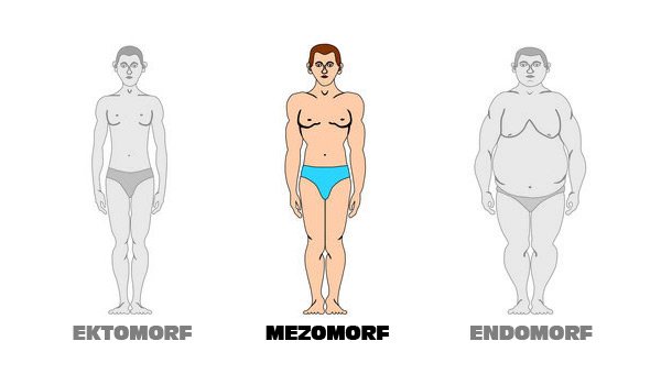 what-body-type-muscle-belly-tendon-length-ectomorph-mesomorph