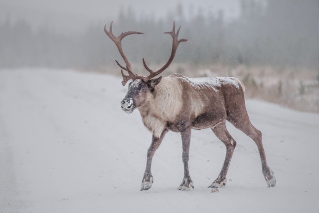 CentralMountainCaribou.jpg