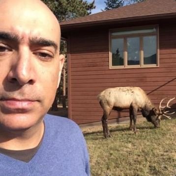 ali abunimah cow