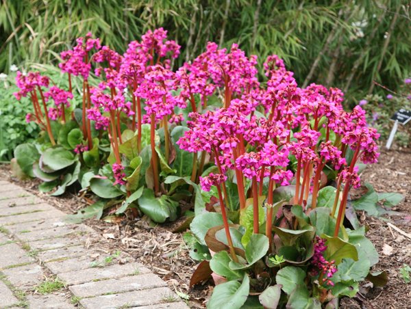 Bergenias They Re Great For Shady Spots Steemit