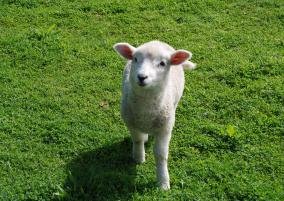 Natureland Lamb at KiwiWise