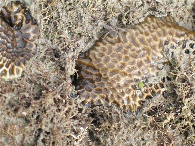 New Species Of Marine Spider Emerges At Low Tide Unlike The