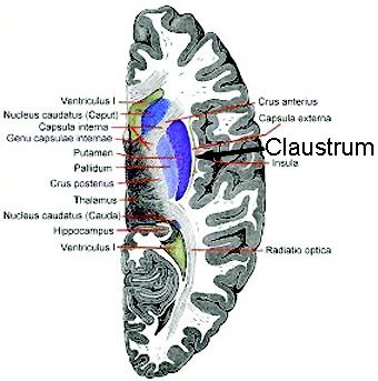 claustrum-brain