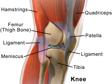 knee