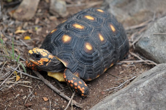 Red-footed tortoise 2