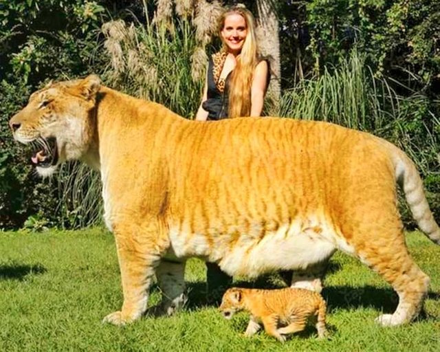 Liger world's 2024 biggest cat