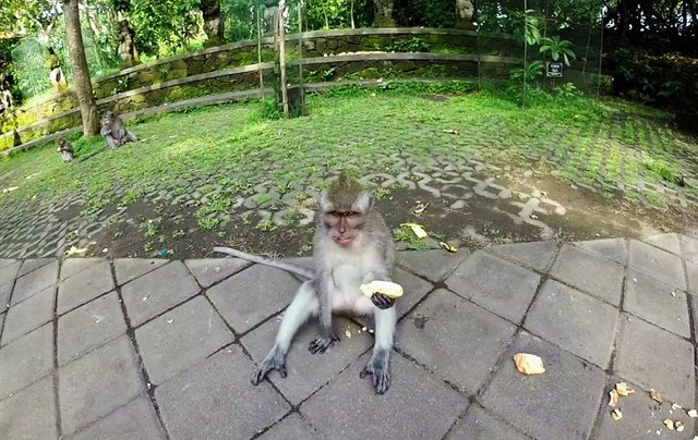 Affe mit einer Banane