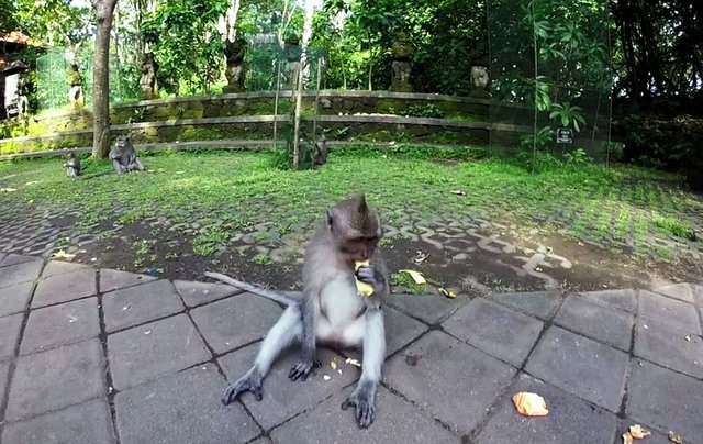 Affe ist Banane