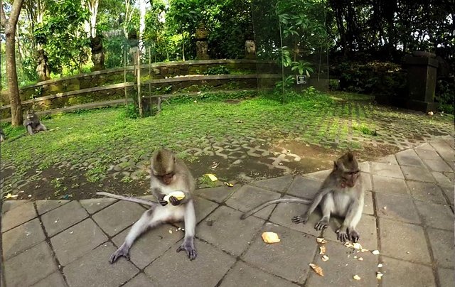 Zwei Affen essen Bananen