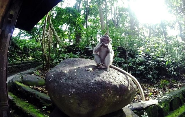 Baby Affe auf Stein