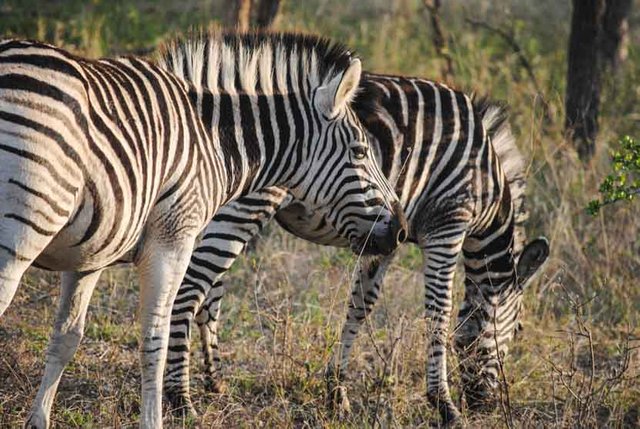 Suedafrika Krueger National Park Zebra