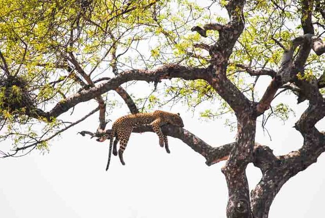 Suedafrika Krueger National Park Leopard