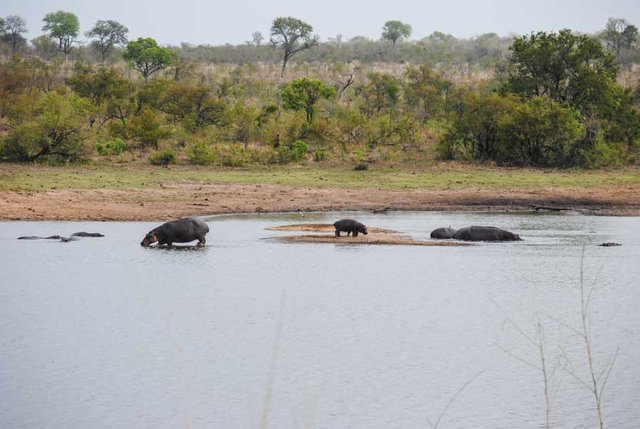 Suedafrika Krueger National Park Hippos