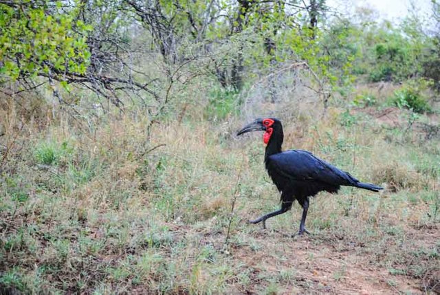 Suedafrika Krueger National Park Hornvogel