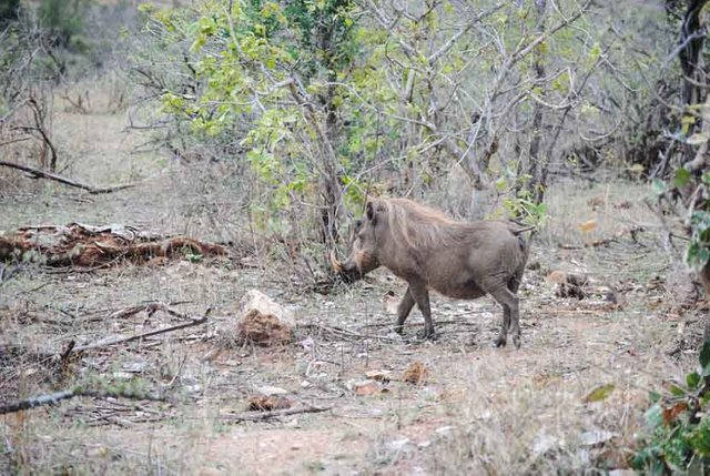 Suedafrika Krueger National Park Warzenschwein