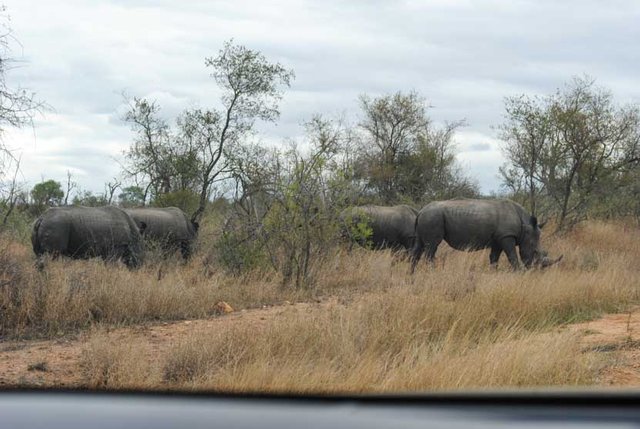 Suedafrika Krueger National Park Nashorn