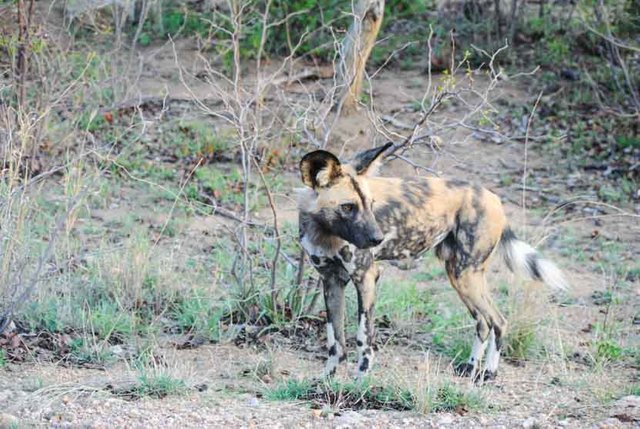 Suedafrika Krueger National Park WIldhunde