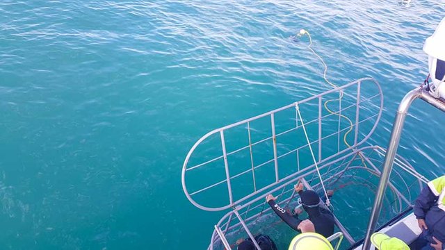 Shark Diving in Gansbaai