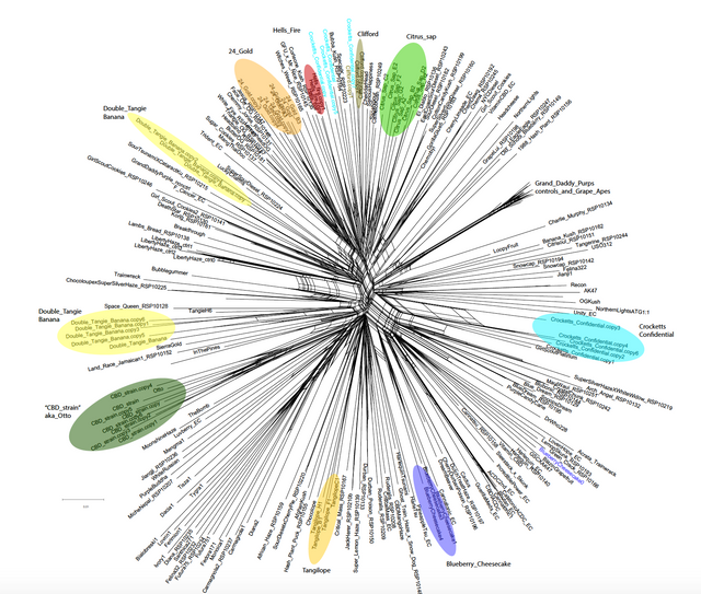 Cannabis Family Clusters