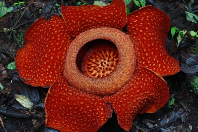 6 most strange and Beautiful flowers on EARTH ! 🌺 — Steemit