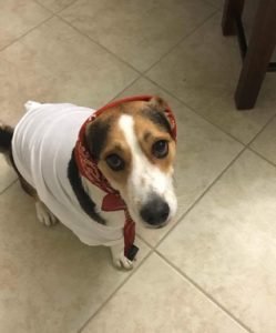 Max in human clothes as dog costumes