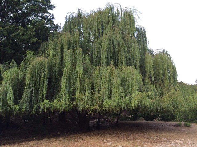 marion_lake_tree