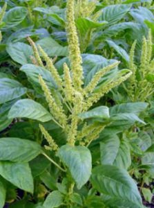 pigweed-amaranth-amaranthus-spp