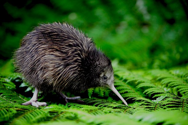 kiwi