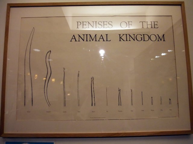 penises of the animals