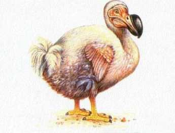 dodo bird