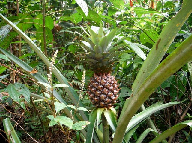TIL Pineapples don't grow on trees — Steemit