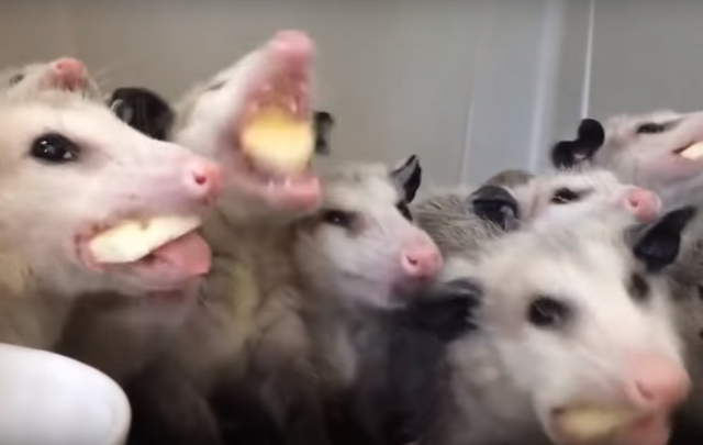 Opossums Banana