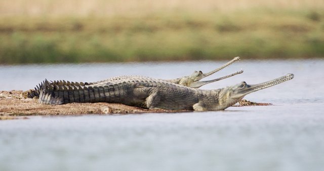 Gharial in nature