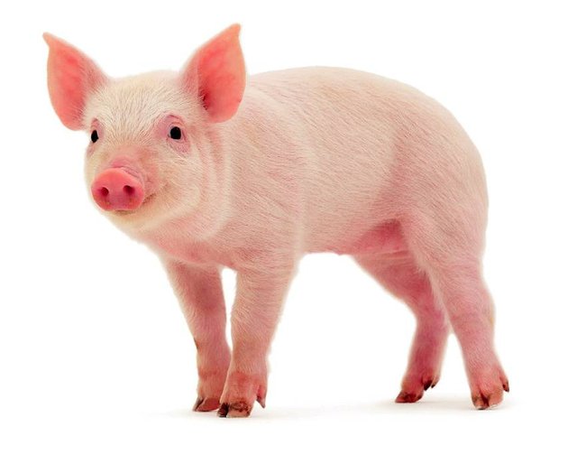 El Cerdo Un Animal Que Se Menciona Mucho En La Biblia Por Que