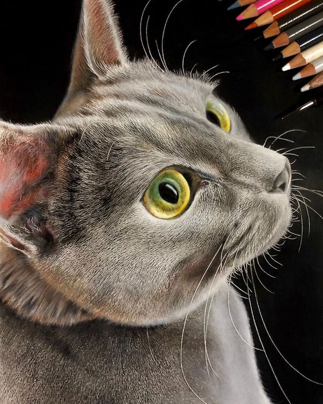 Desenhos incrivelmente realistas de gatos — Steemit