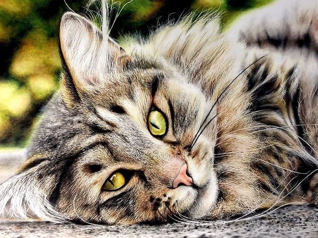 Desenhos incrivelmente realistas de gatos — Steemit