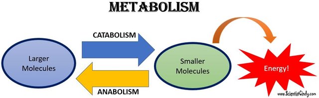 Catabolism and Anabolism