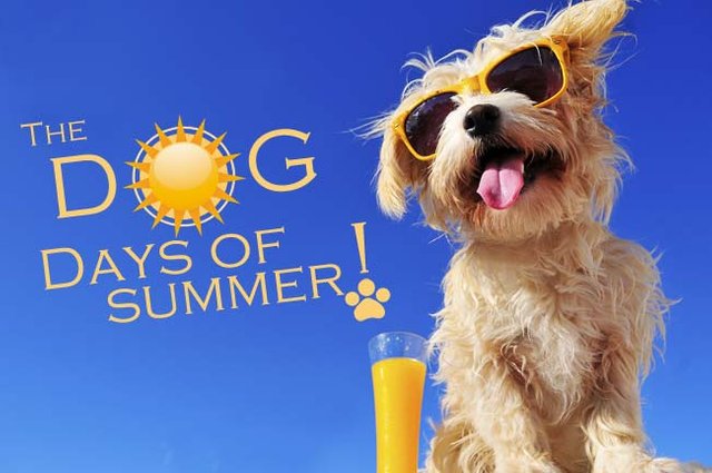 what does the idiom dog days of summer mean