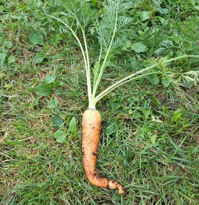 carrot in garden