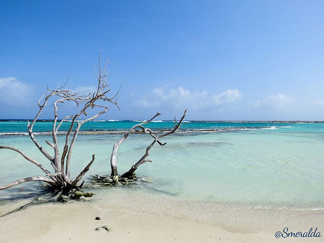 baby beach aruba