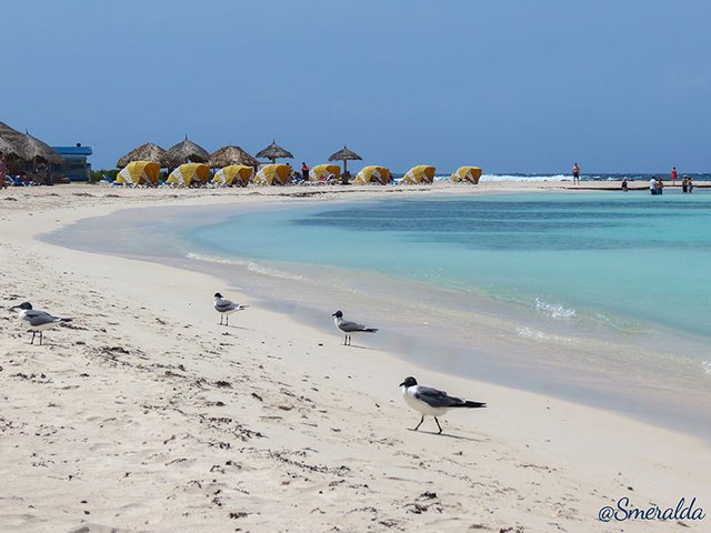 baby beach aruba