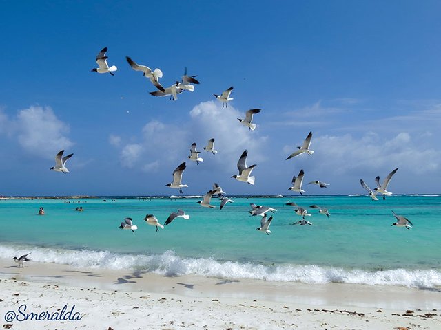 baby beach aruba