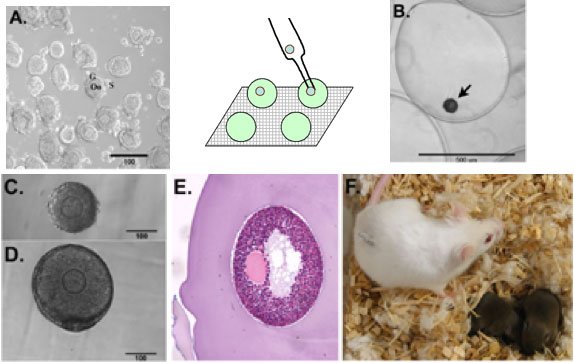 ovary-miced4b64.jpg